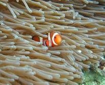 クマノミ クマノミ